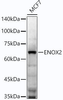ENOX2 Rabbit mAb