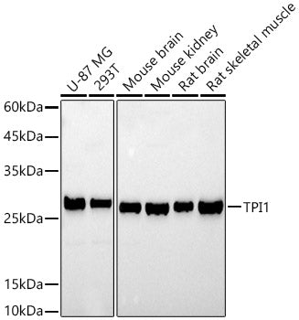 TPI1 Rabbit pAb