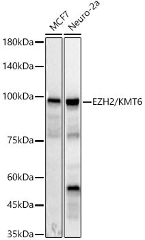 EZH2/KMT6 Rabbit pAb