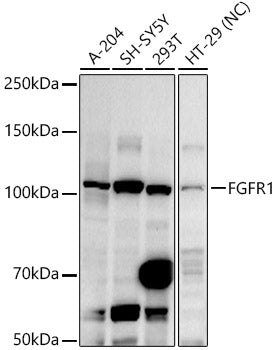 FGFR1 Rabbit pAb