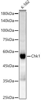 Chk1 Rabbit mAb