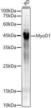 MyoD1 Rabbit mAb