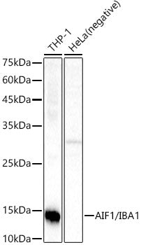 AIF1/IBA1 Rabbit mAb