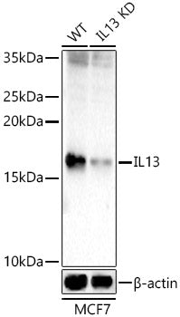 [KD Validated] IL13 Rabbit pAb