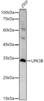 UPK3B Rabbit pAb