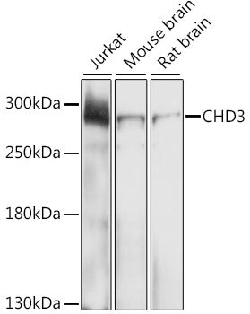 CHD3 Rabbit pAb