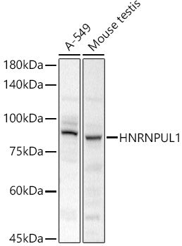 HNRNPUL1 Rabbit pAb