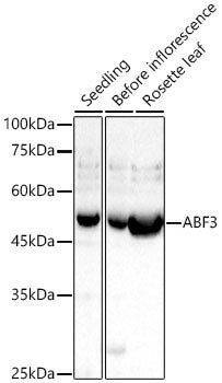 ABF3 Rabbit pAb