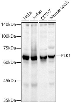 PLK1 Rabbit mAb