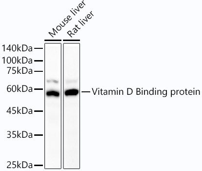 Vitamin D Binding protein Rabbit mAb