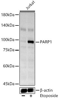 PARP1 Rabbit pAb
