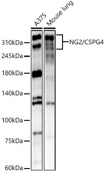 NG2/CSPG4 Rabbit pAb