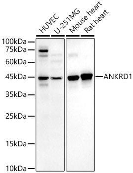 ANKRD1 Rabbit PolymAb®