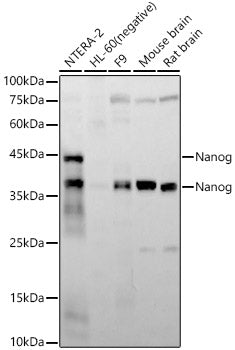 Nanog Rabbit mAb