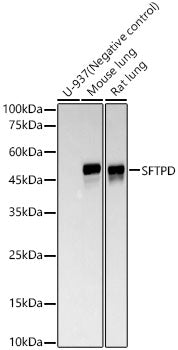SFTPD Rabbit mAb