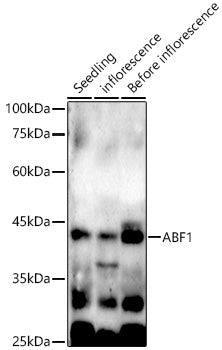 ABF1 Rabbit pAb