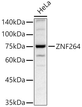 ZNF264 Rabbit pAb