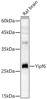 Yipf6 Rabbit pAb