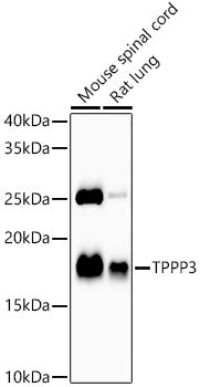 TPPP3 Rabbit mAb