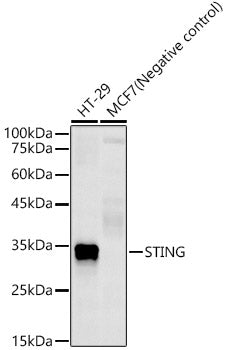 STING Rabbit mAb