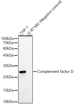 Complement factor D Rabbit mAb