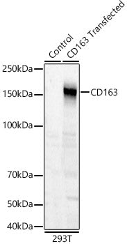 CD163 Rabbit pAb