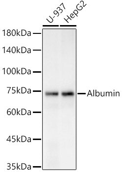 Albumin Rabbit pAb