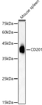 CD201 Rabbit pAb