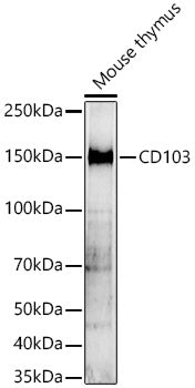 CD103 Rabbit pAb