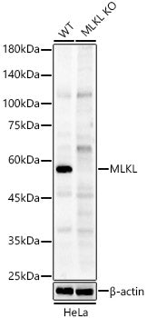 [KO Validated] MLKL Rabbit pAb