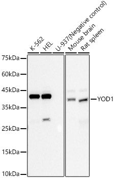 YOD1 Rabbit mAb