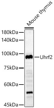 Uhrf2 Rabbit pAb