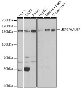 USP7/HAUSP Rabbit pAb