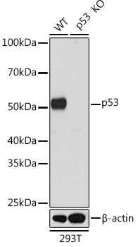 [KO Validated] p53 Rabbit mAb