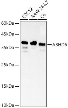 ABHD6 Rabbit pAb