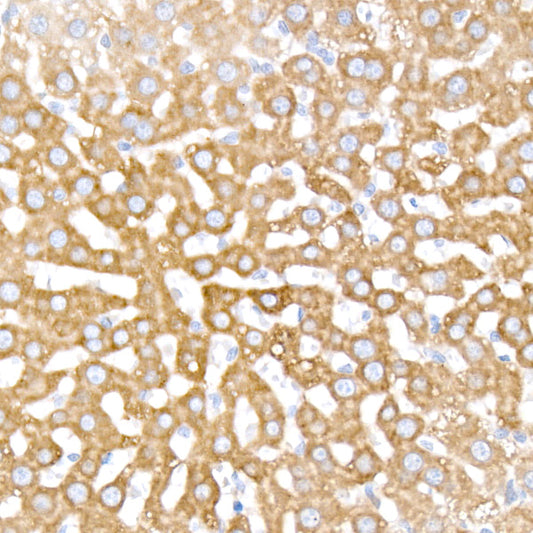 INSIG1 Rabbit mAb