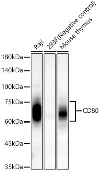 CD80 Rabbit mAb