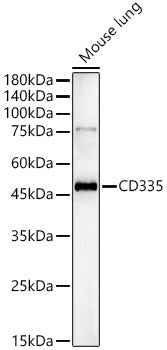 CD335 Rabbit pAb