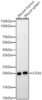 CD3d Rabbit pAb