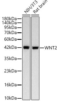 WNT2 Rabbit mAb