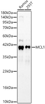 MCL1 Rabbit pAb