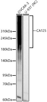 CA125 Rabbit pAb