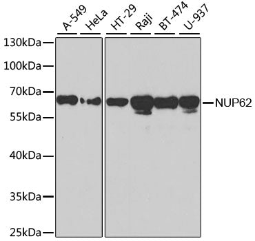 NUP62 Rabbit pAb