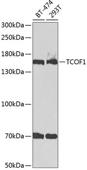 TCOF1 Rabbit pAb