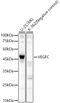 VEGFC Rabbit pAb