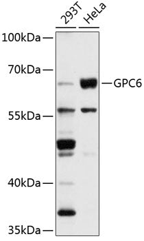 GPC6 Rabbit pAb