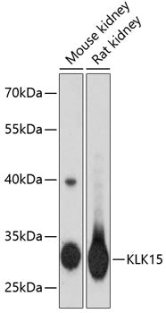 KLK15 Rabbit pAb