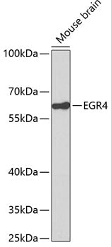 EGR4 Rabbit pAb