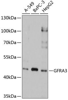 GFRA3 Rabbit pAb