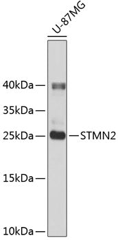 STMN2 Rabbit pAb